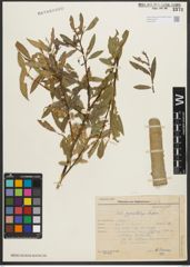Foto von Salix pycnostachya Andersson